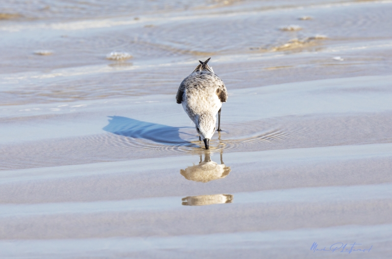 Snowy Plover Port Aransas TX 2020